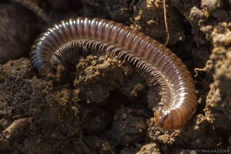  Brandt's Millipede: An Exquisite Creature With Many Legs and a Voracious Appetite for Decay!