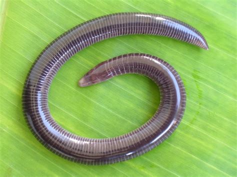  Caecilian: Uma Criatura Escondida Que Mergulha em Misterios Subterrâneos!