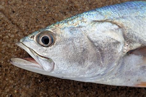  Corvina: Um peixe de escamas brilhantes que nada como um bailarino e vive numa cidade subaquática!