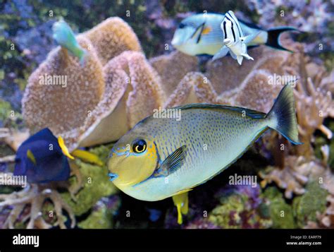  Faró! Um Peixe Tropical Que Não Te Deixa Indiferente