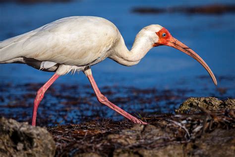  Ibis! Um pássaro de penas brancas que adora nadar e planear sobre a água