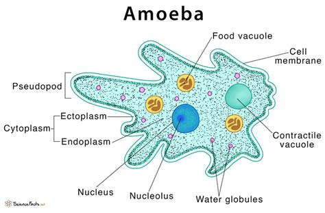  Irania: Explore this Amoeboid Creature that Moves Like a Blob and Consumes its Prey with Deadly Efficiency!