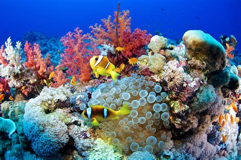  Red Coral: Descubra um Animal Aquático que Possui uma Cor Vibrante e Estrutura Rígida!