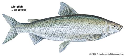  Whitefish: Uma Espécie Fascinante de Água Doce com uma História Evolutiva Incrivelmente Longa!