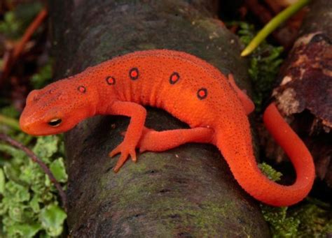  Tritão! Um Anfíbio Delicadamente Pequeno Que Salta Entre Águas Tranquilas e Terra Firme